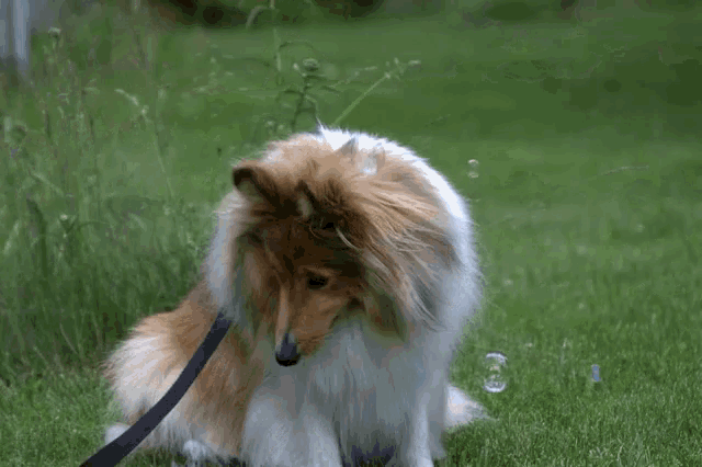 a brown and white dog sitting in the grass with soap bubbles flying around it