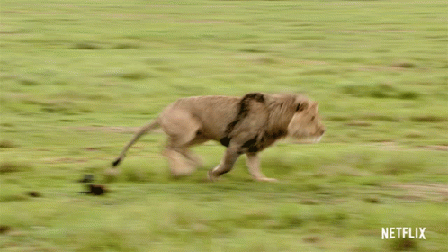Running Animals On The Loose GIF - Running Animals On The Loose Chasing GIFs