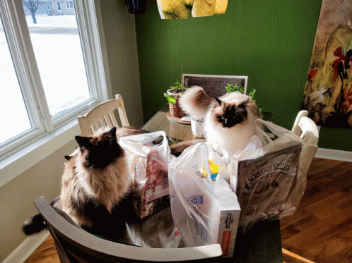 Curious Kitties GIF - Curious Kitties Bags GIFs