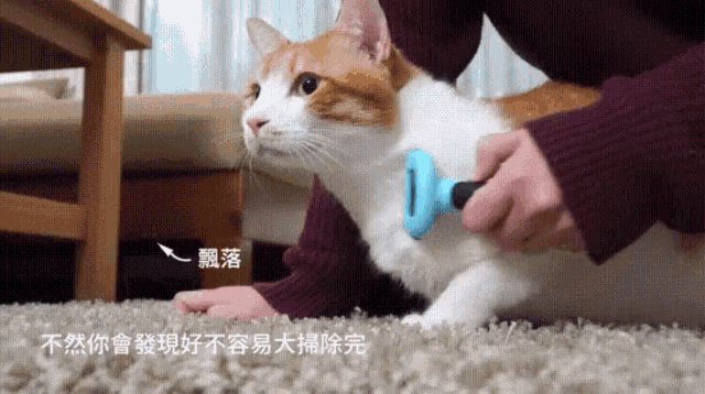 a person is brushing a cat 's fur with a blue brush .