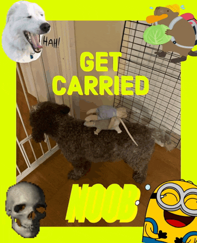 a picture of a dog with the words get carried noob on the bottom