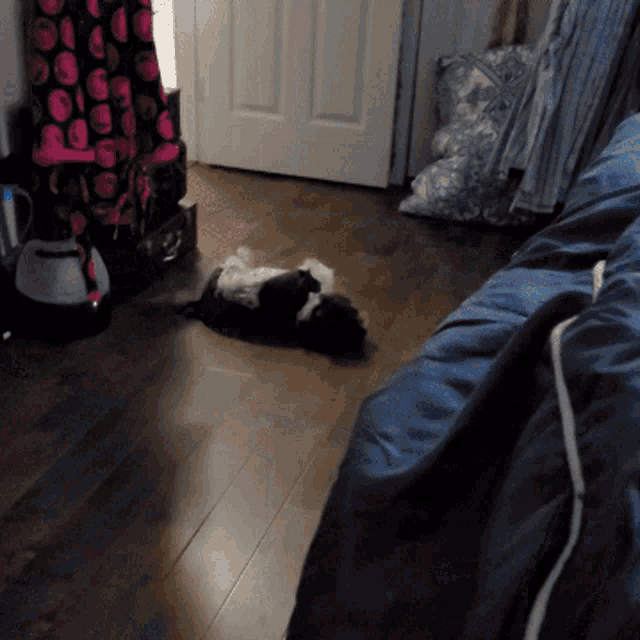 a black and white dog is laying on the floor in a room