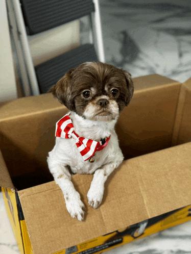 a small brown and white dog wearing a red and white striped bow tie sits in a cardboard box