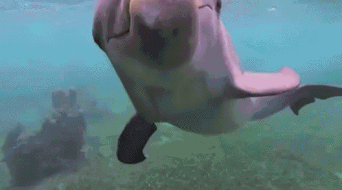 Cutie Pie Dolphin GIF - Dolhpin Shout Smile GIFs