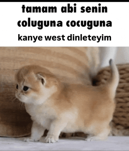 a small kitten is standing next to a cat and says tamam abi senin coluguna cocuguna kanye west dinleteyim