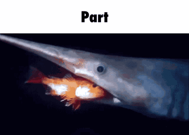 a shark with a long beak is eating a fish with the word part below it
