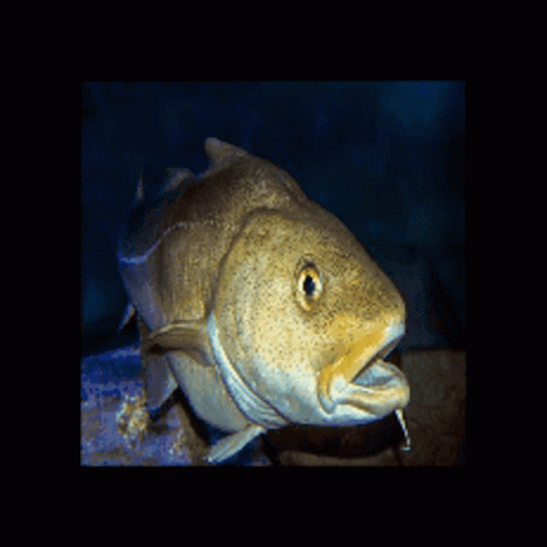 Fish Codfish GIF - Fish Codfish Fishing GIFs