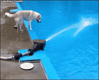 a dog is spraying water from a hose in a swimming pool