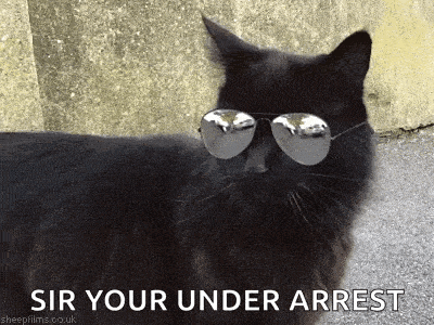 Cat Sunglasses GIF - Cat Sunglasses GIFs