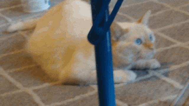 a white cat with blue eyes is laying on a carpet next to a blue pole