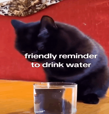 Black Cat Drinks Water Friendly GIF