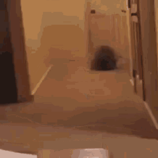 a cat is crawling on the floor of a hallway .