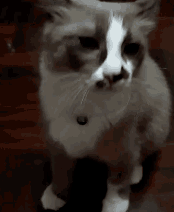 a brown and white cat with a green collar is standing on its hind legs .