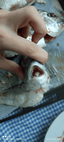 a person is holding a fish in their hand with the date 14/12/2023