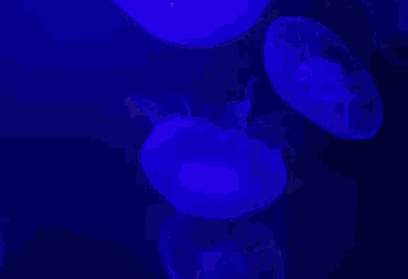 Floating Jellyfish GIF - Floating Jellyfish GIFs