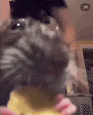 a close up of a cat 's face with the number 3/5 on the bottom
