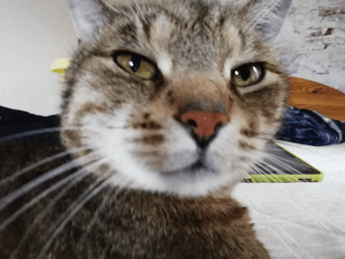 Cat Sus Meme - Cat Sus Ehm - Discover & Share GIFs