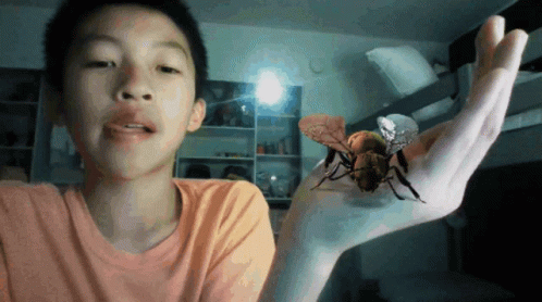 Bee Koliverbee GIF - Bee Koliverbee Hi Hello This Is A Bee Attacking Me GIFs