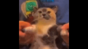 a calico cat is being held by a person .