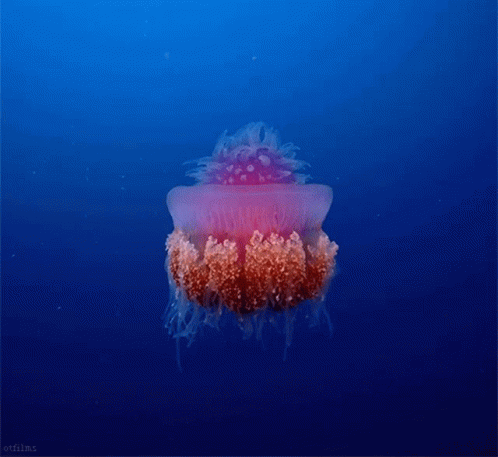 Aquário Jellyfish GIF