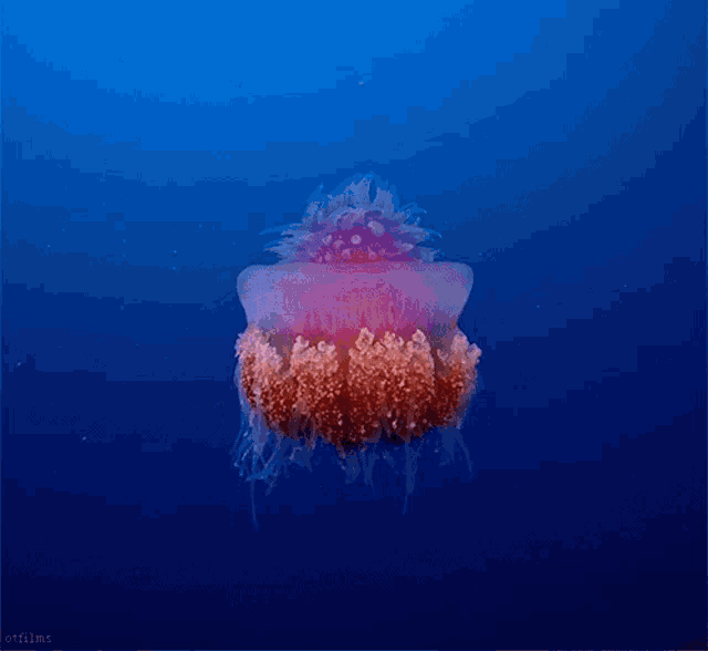 a jellyfish is swimming in the ocean with the words ottfilms written below it
