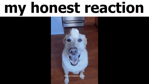 a dog with a ball on its head with the words " my honest reaction " above it