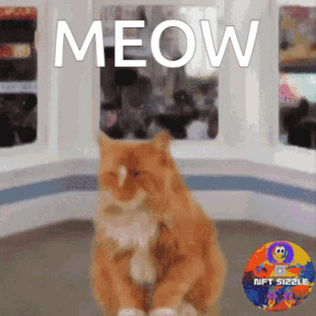 Meow Cat Talk GIF - Meow Cat Talk Cat Sound GIFs