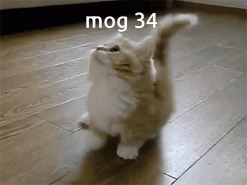 Mog34 Cat GIF - Mog34 Mog 34 GIFs