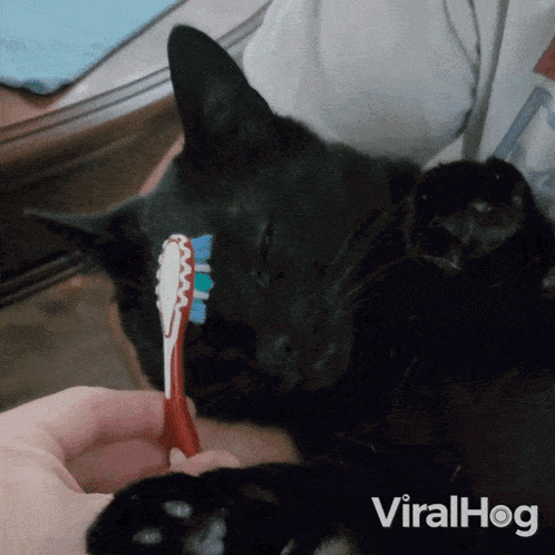 Brushing A Cat With A Toothbrush Black Cat GIF - Brushing A Cat With A Toothbrush Black Cat Viralhog GIFs