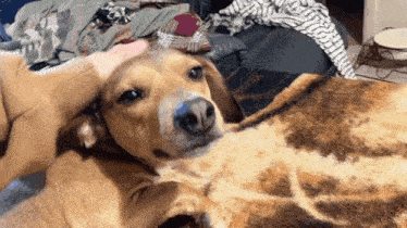 a dog is laying on a blanket with its head on someone 's lap