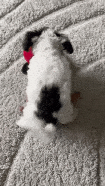a black and white puppy with a red heart on its neck is laying on a bed .