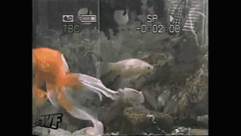 a video of a fish tank with the words tbc and sp visible
