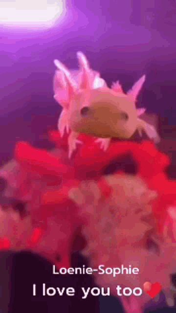 a pink axolotl is sitting on top of a red coral and says i love you too .