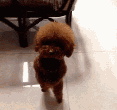 a small brown poodle is standing on its hind legs on a tiled floor