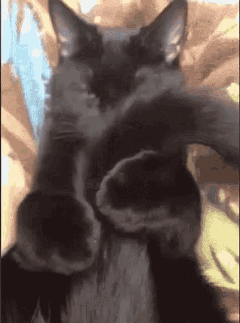 Black Cat Peeking From Behind His Tail GIF