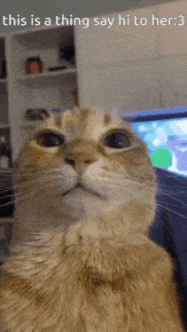 Thing Cat Gif GIF - Thing Cat Gif Cat Stare GIFs