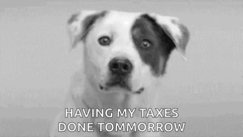 Taxes Dog GIF - Taxes Dog Smile GIFs