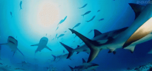 Shark Fish GIF - Shark Fish Under The Sea GIFs