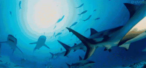 a group of sharks are swimming in the ocean with the e-eveelle logo in the background