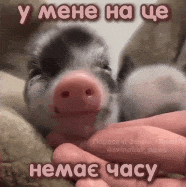 a small pig is being held in someone 's hand with a caption in russian
