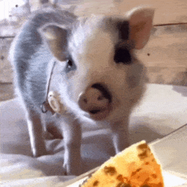 a pig is standing next to a piece of pizza on a table .