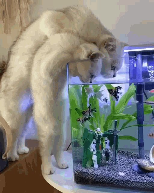 Cats Drinking GIF - Cats Drinking Aquarium GIFs
