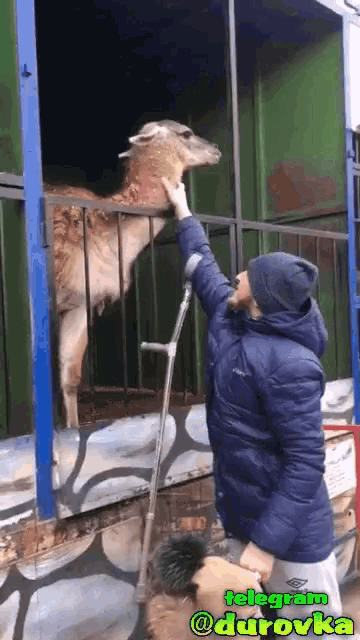 a man petting a llama in a cage with telegram @durovka on the bottom right