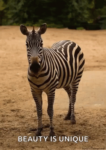 Zoo Zebra GIF