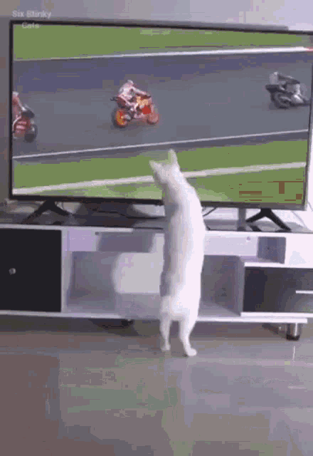 a cat stands on its hind legs in front of a flat screen tv showing a motorcycle race
