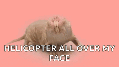 a picture of a rat with the words " helicopter all over my face " below it