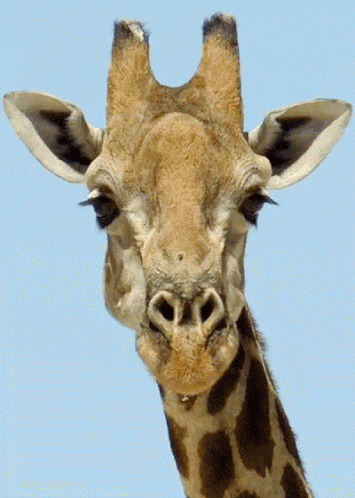 长颈 长颈鹿 长脖子 动物 GIF - Giraffe Long Neck Animals GIFs