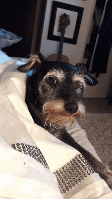 a small dog laying on a bed with a guitar hanging on the wall behind it