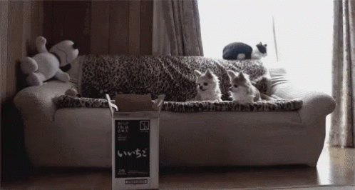 A Cat-robat, If You Will GIF - Catrobat Cats Funny GIFs