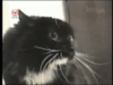 Why I Eyes Ya! GIF - Funny Cat Oh Don Piano GIFs